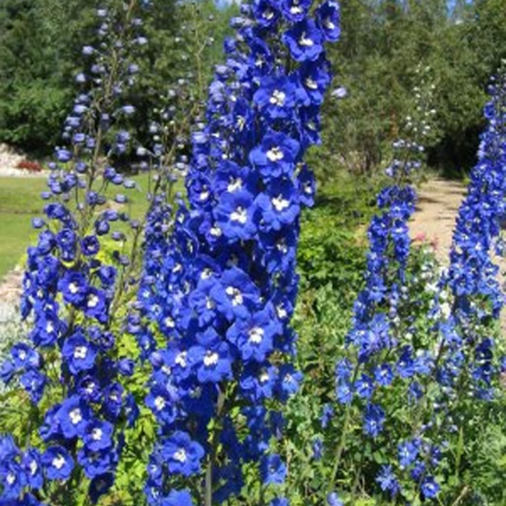 Delphinium Groupe Pacific-hybrid Blue Bird - Larkspur