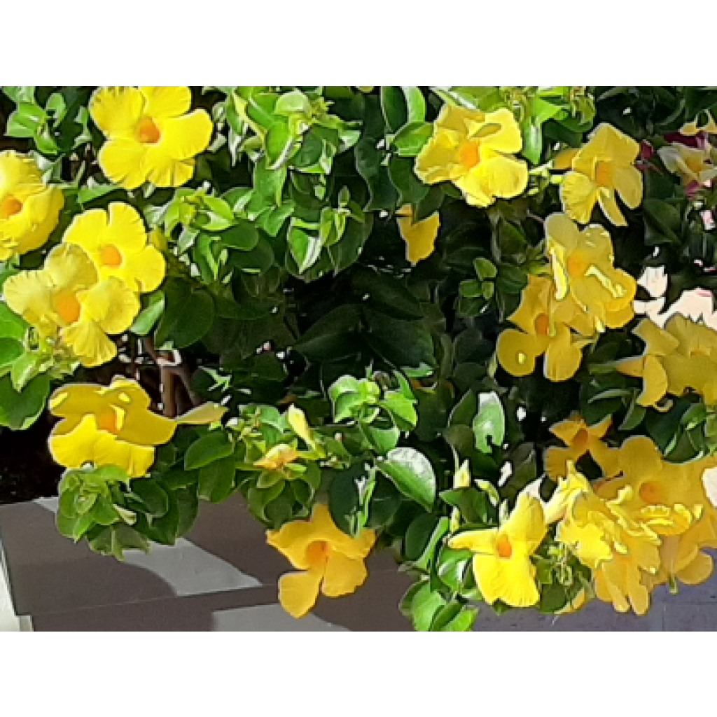 Dipladenia x sanderi Diamantina Opal Citrine 2.0 - Rocktrumpet