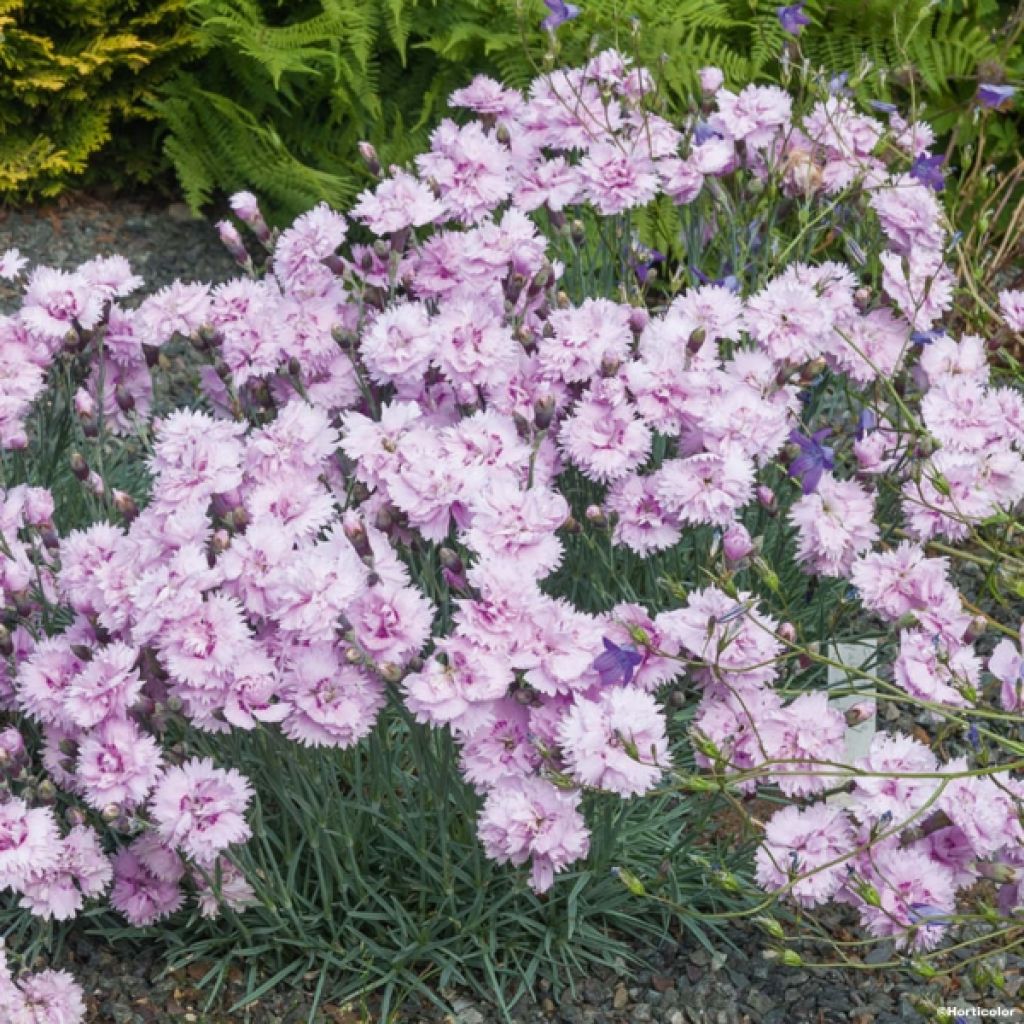 Dianthus plumarius Pikes Pink