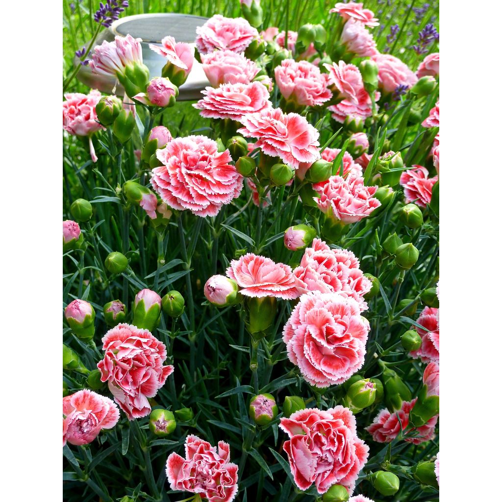 Dianthus plumarius Coral Reef