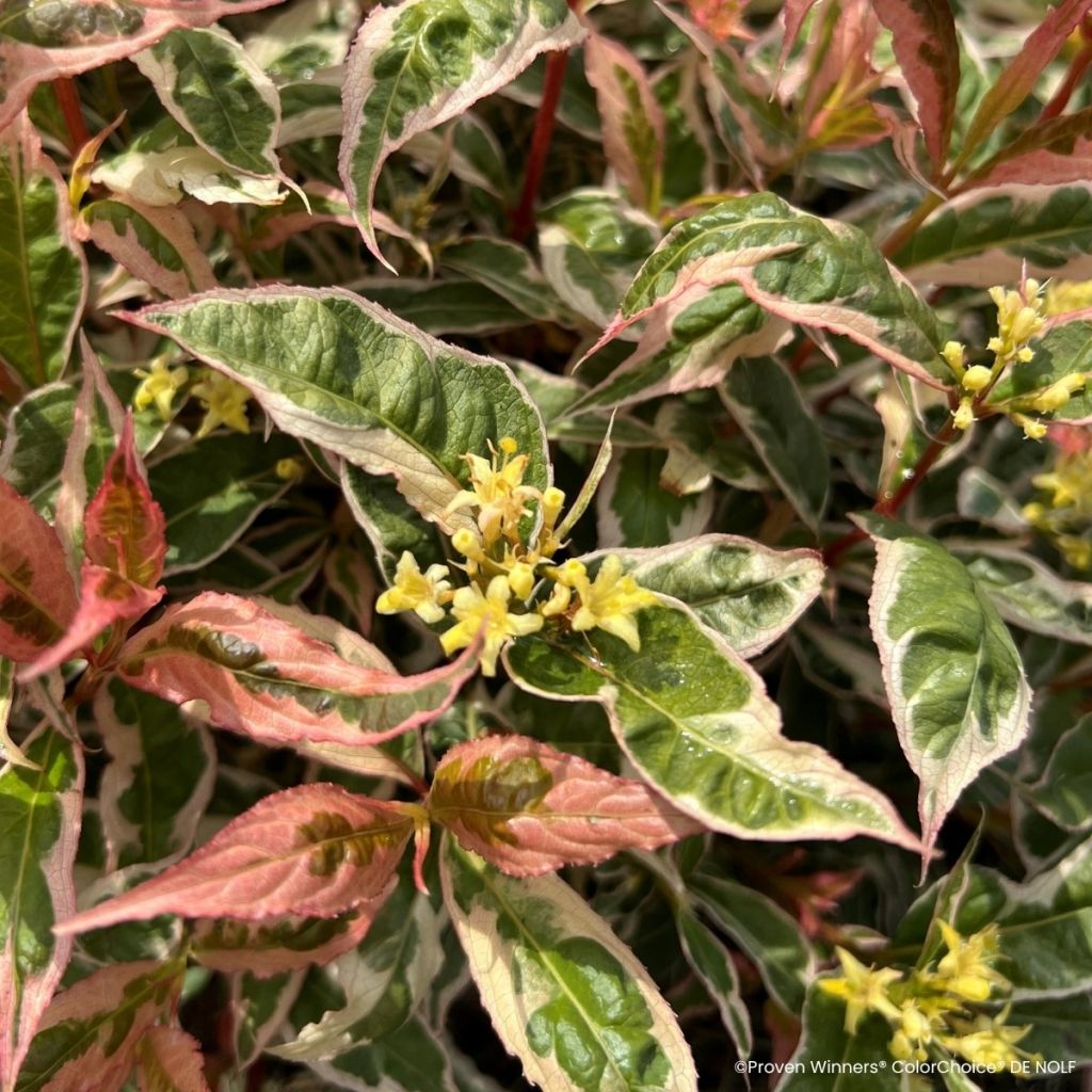 Diervilla splendens Kodiak Mixx