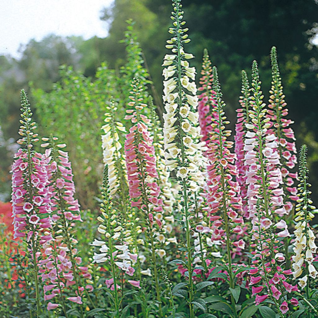 Digitalis purpurea - Common Foxglove