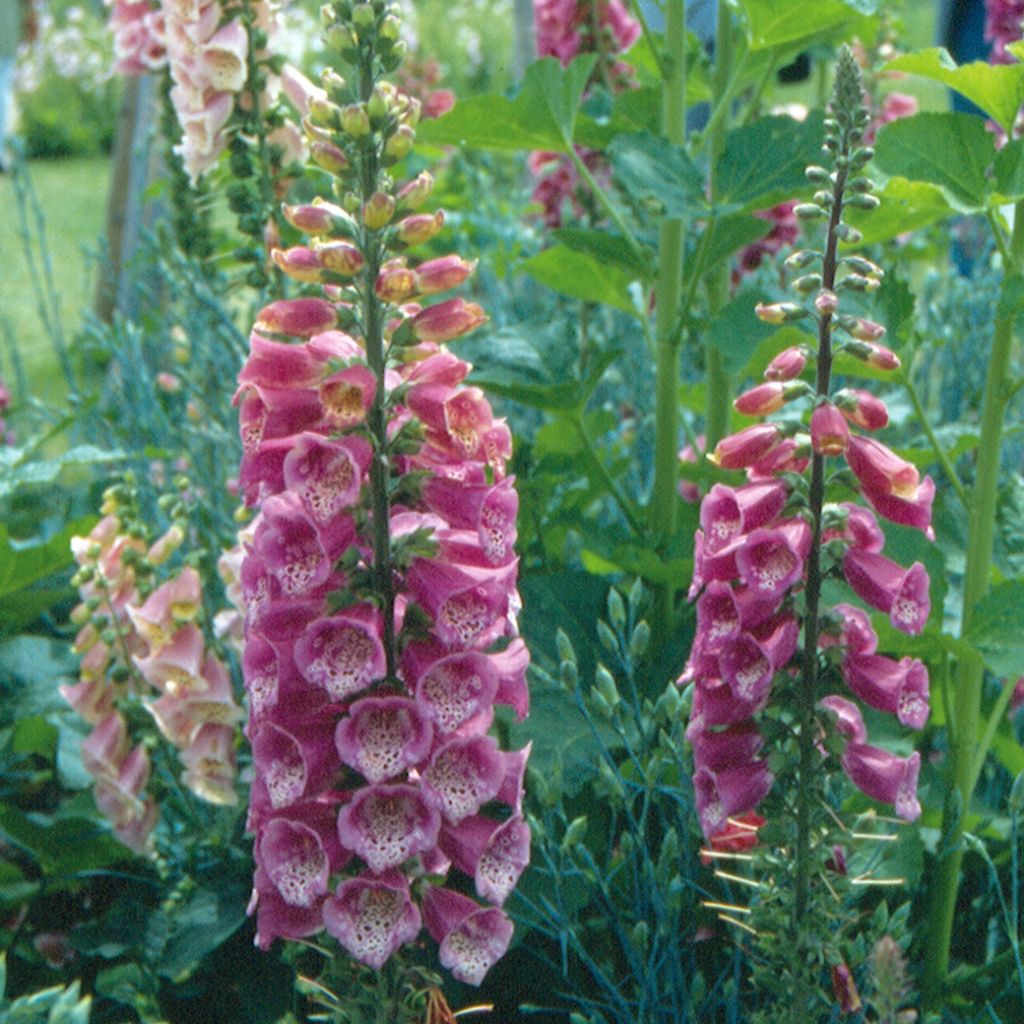 Digitalis mertonensis Summer King - Foxglove