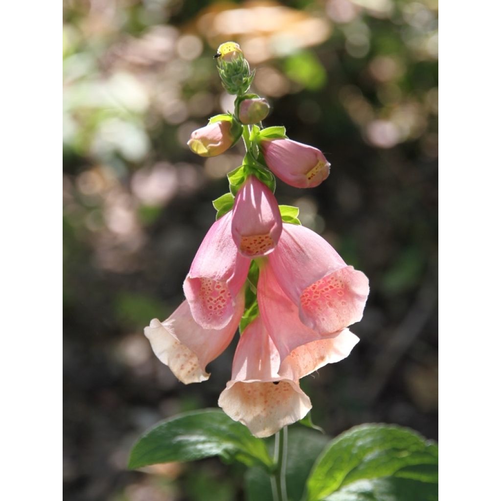Digitalis Dalmatian - Foxglove