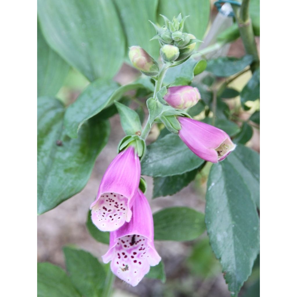 Digitalis Dalmatian - Foxglove