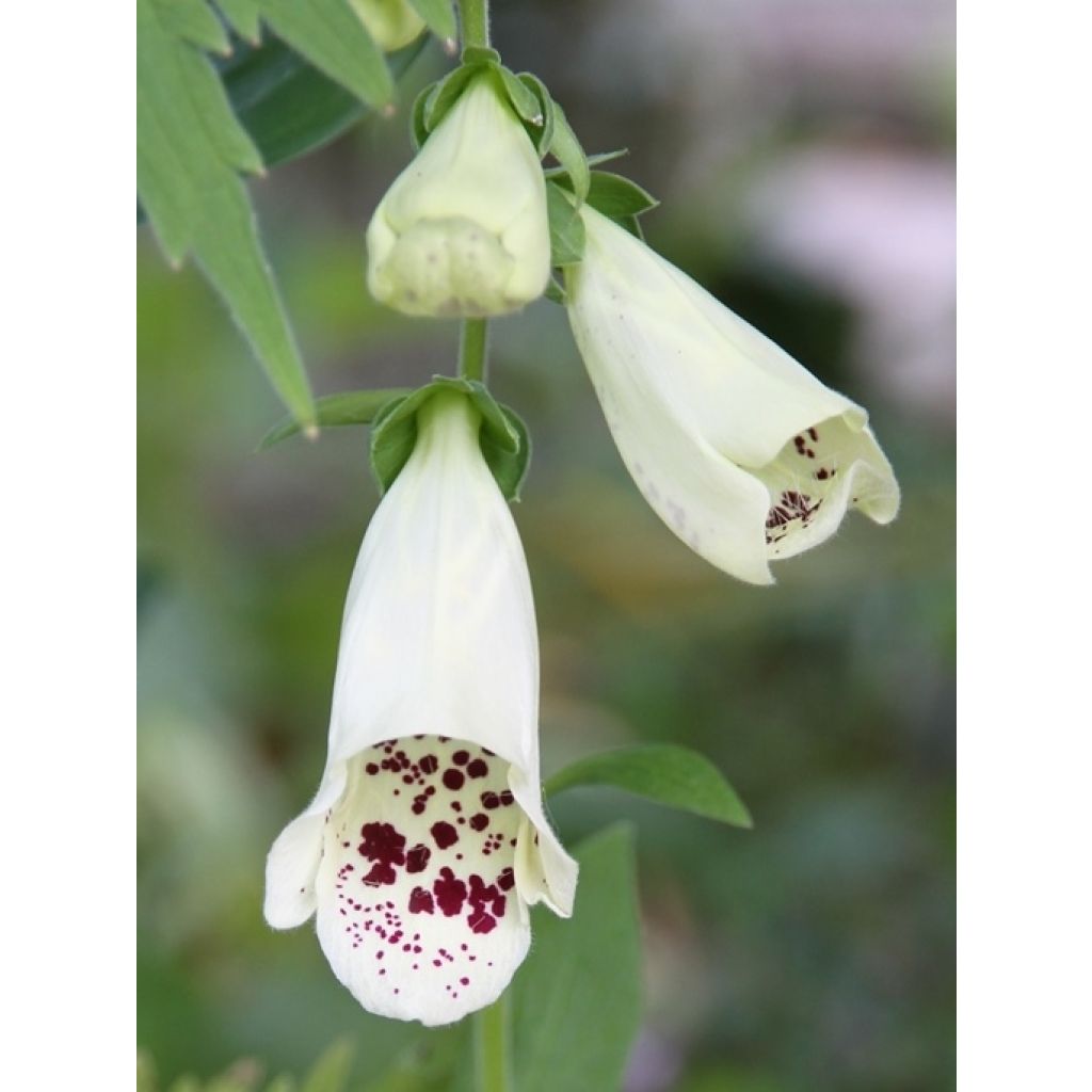 Digitalis Dalmatian - Foxglove
