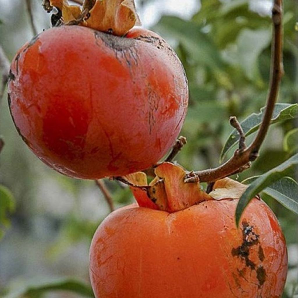 Diospyros kaki Cioccolatino - Persimmon
