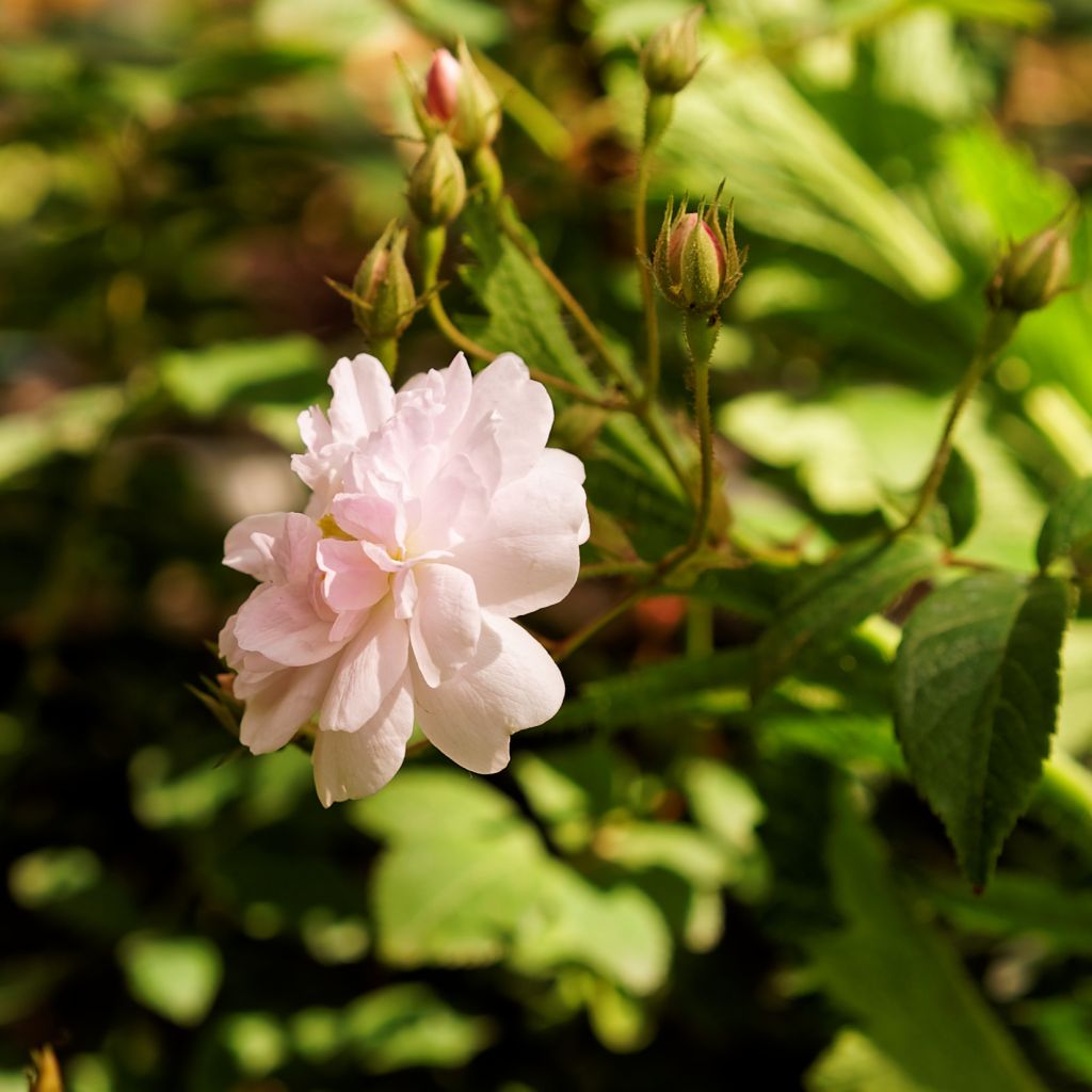 Rosa x moschata 'Paul's Himalayan Musk' - Rambling Rose