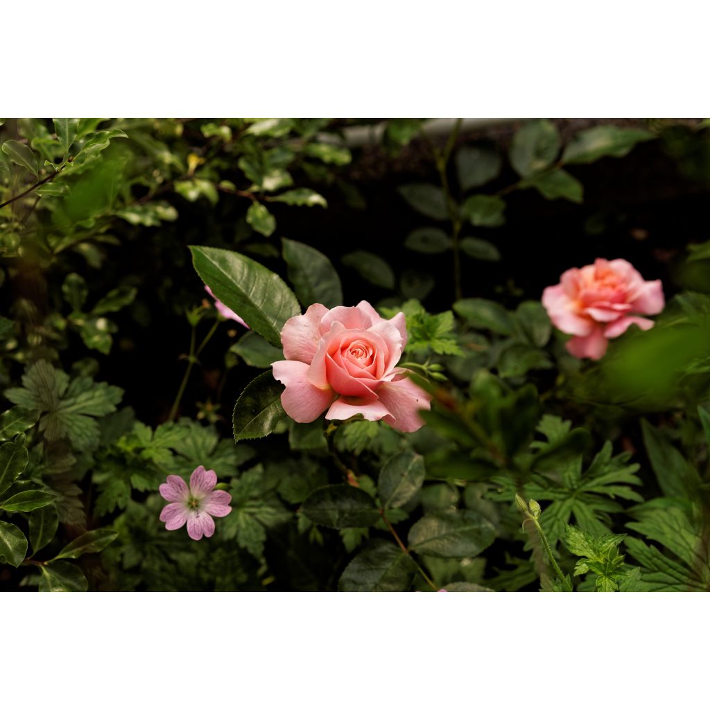 Rosa Botticelli