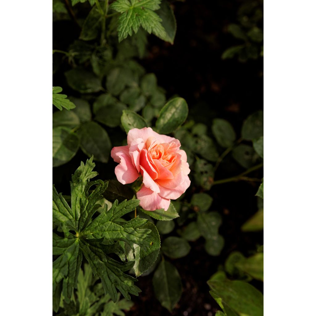 Rosa Botticelli