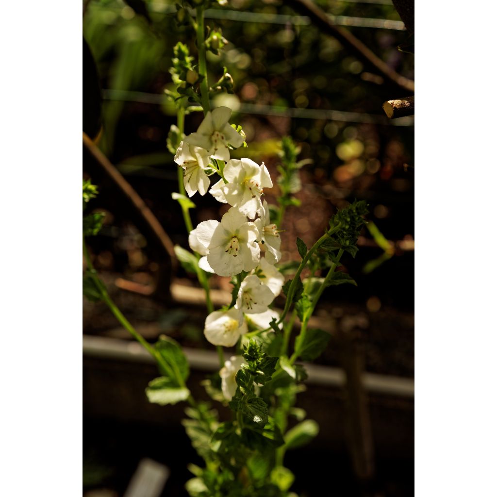 Verbascum chaixii White Domino - Mullein