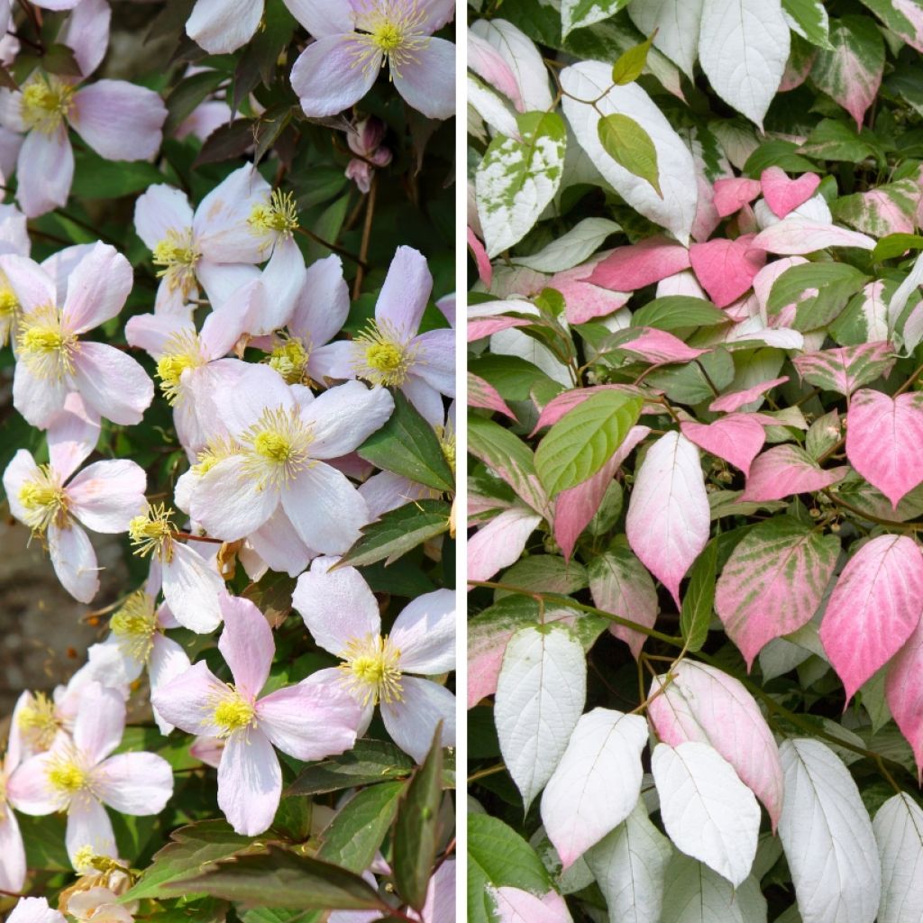 Duo Chic - Clematis montana Sans Soucis and Actinidia kolomikta