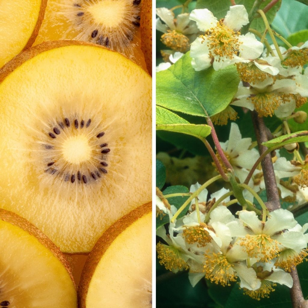 Duo of Yellow Kiwis 'Kiw'Happy' Male and Female - Actinidia chinensis