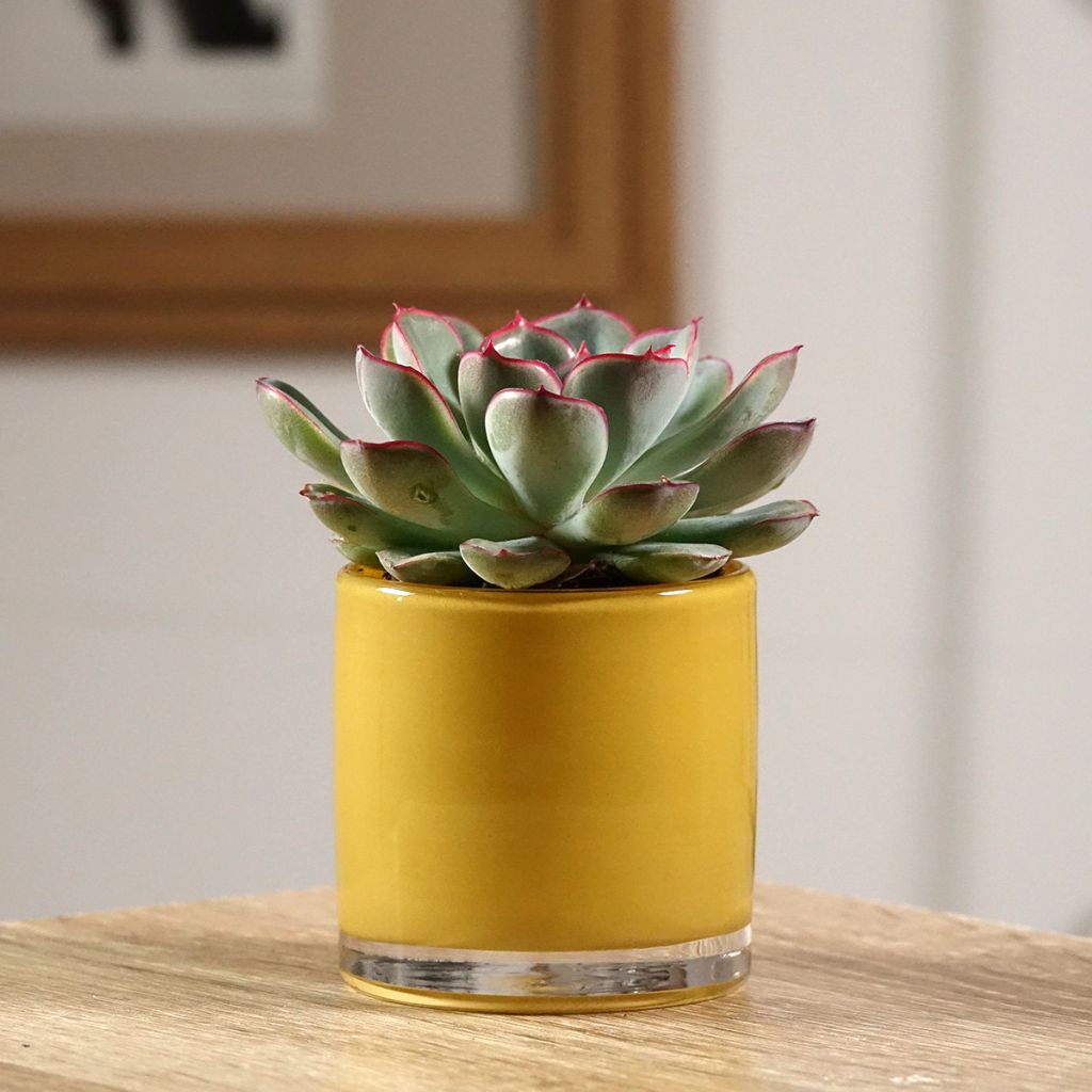 Echeveria pulidonis - Pulido's echeveria