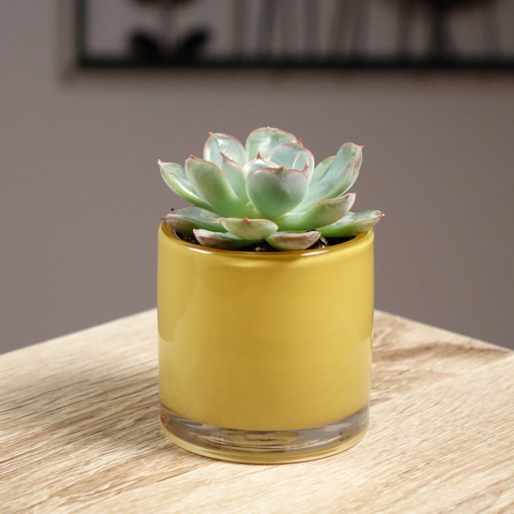 Echeveria  'Shira'