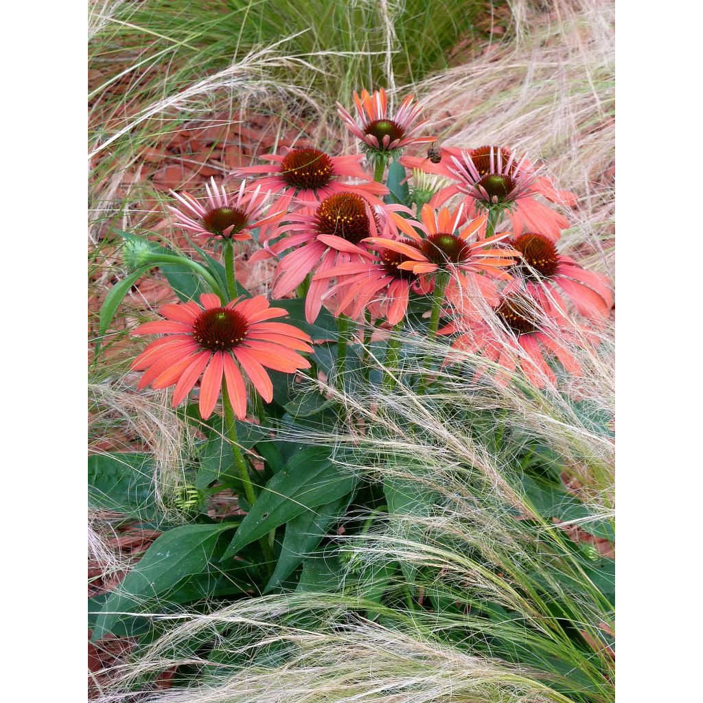 Echinacea Julia - Purple Coneflower