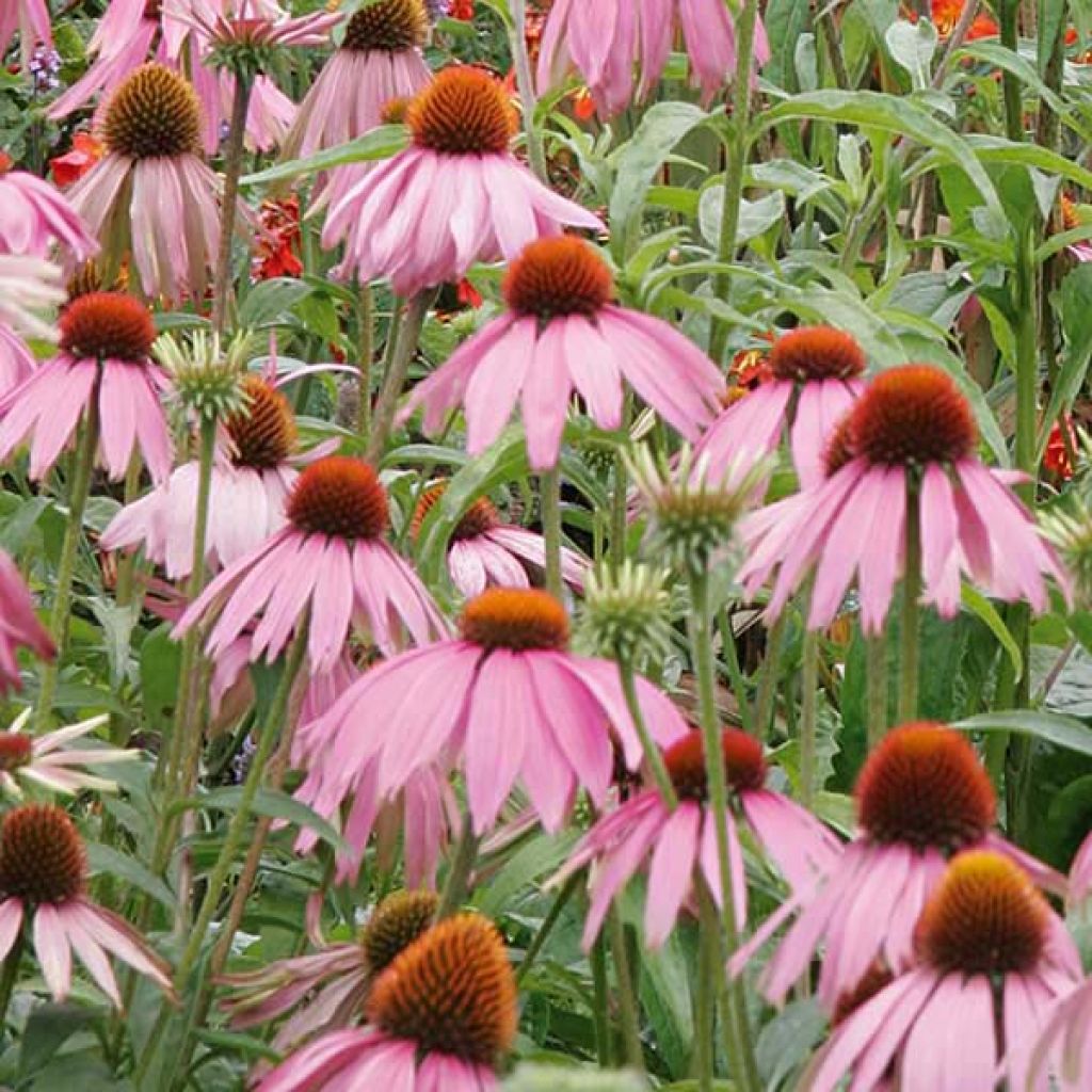 Echinacea purpurea Kims Knee High - Purple Coneflower