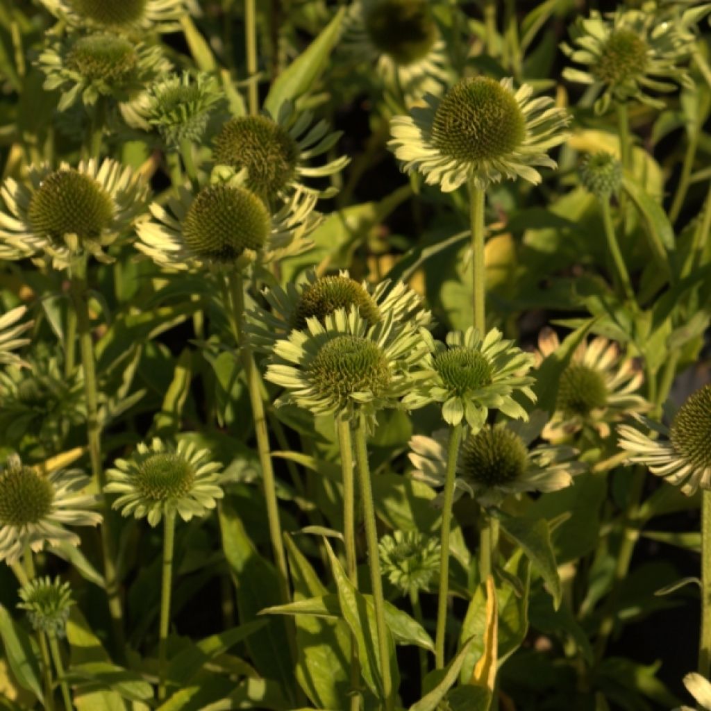 Echinacea purpurea Green Jewel - Purple Coneflower