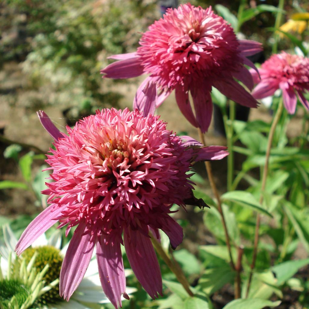 Echinacea purpurea Pink Double Delight - Purple Coneflower