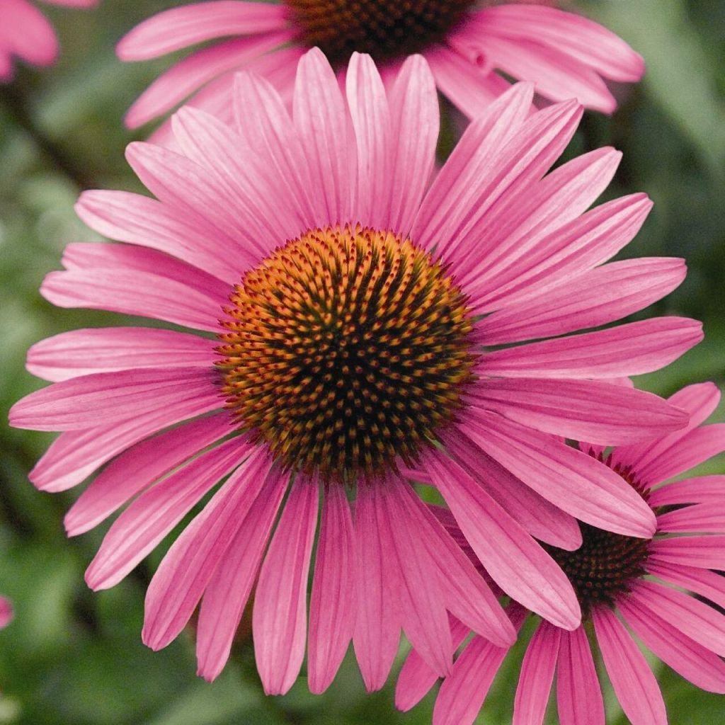 Echinacea angustifolia - Coneflower