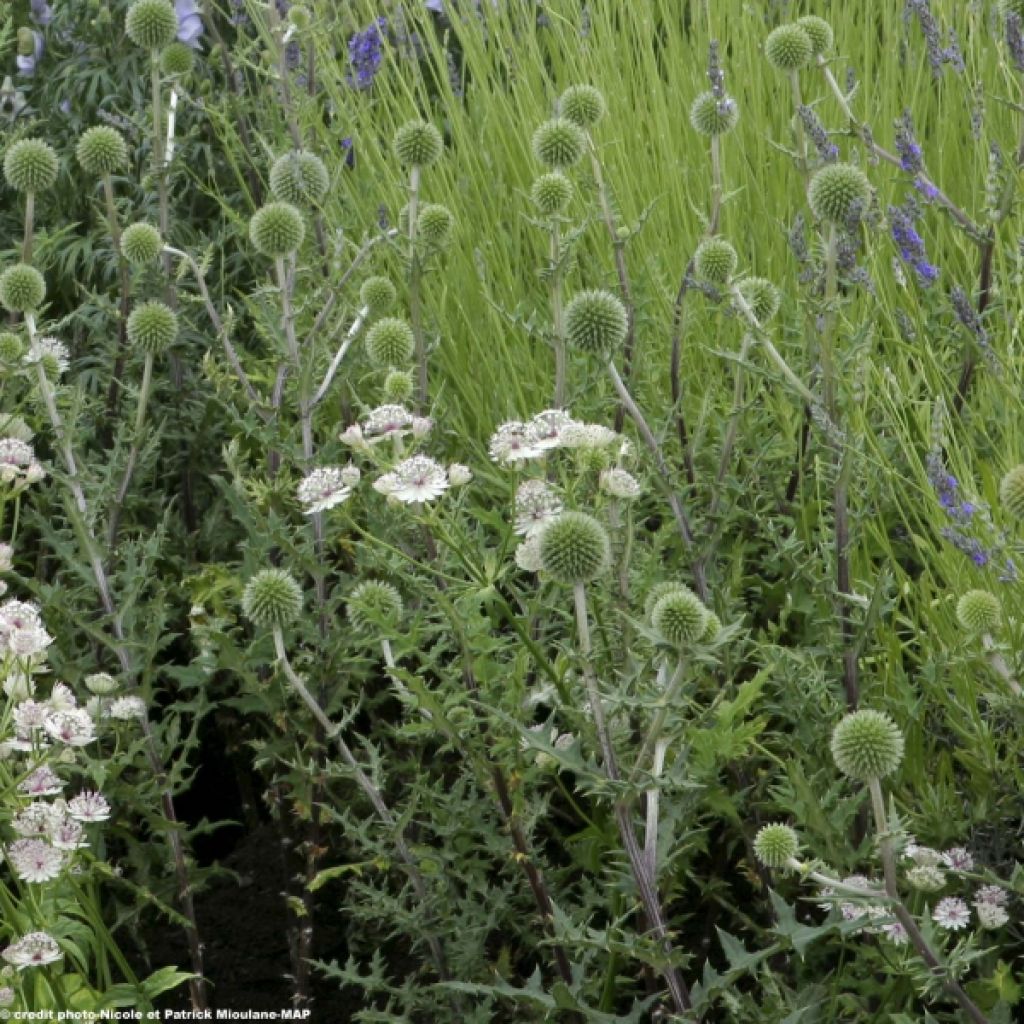 Echinops sphaerocephalum Arctic Glow