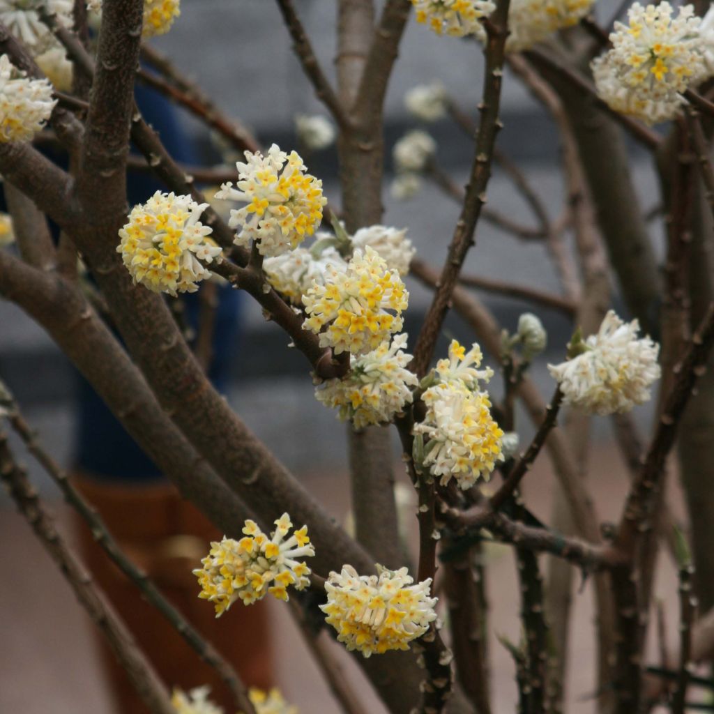 Edgeworthia chrysantha - Paperbush