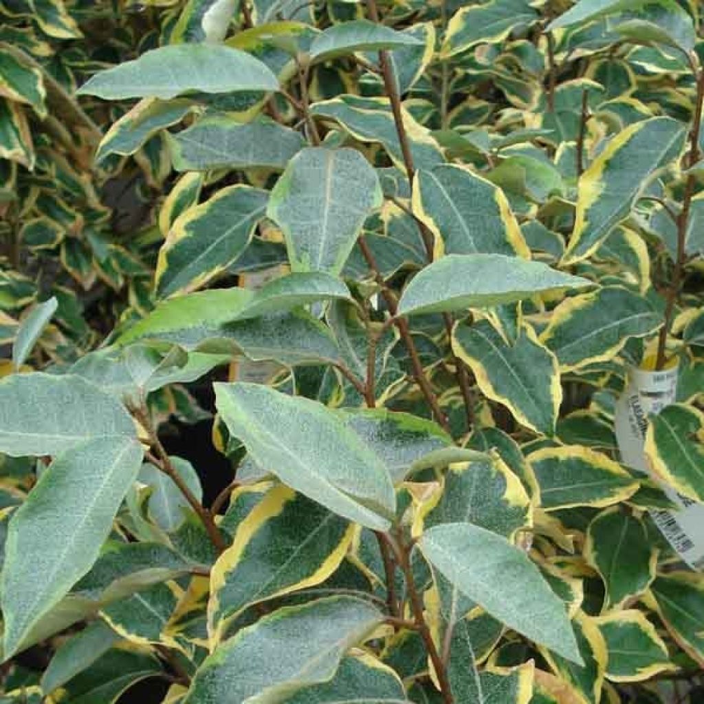 Elaeagnus ebbingei Gilt Edge - Oleaster