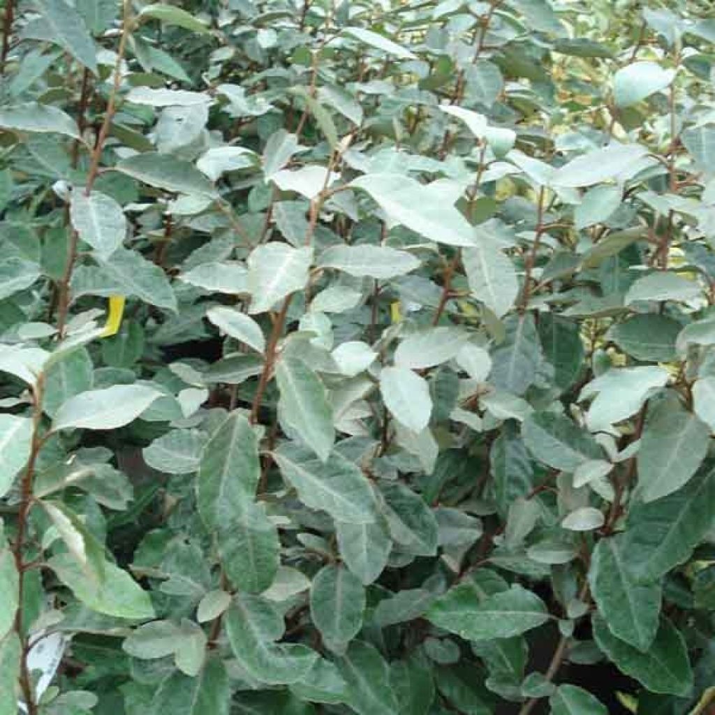 Elaeagnus ebbingei - Oleaster