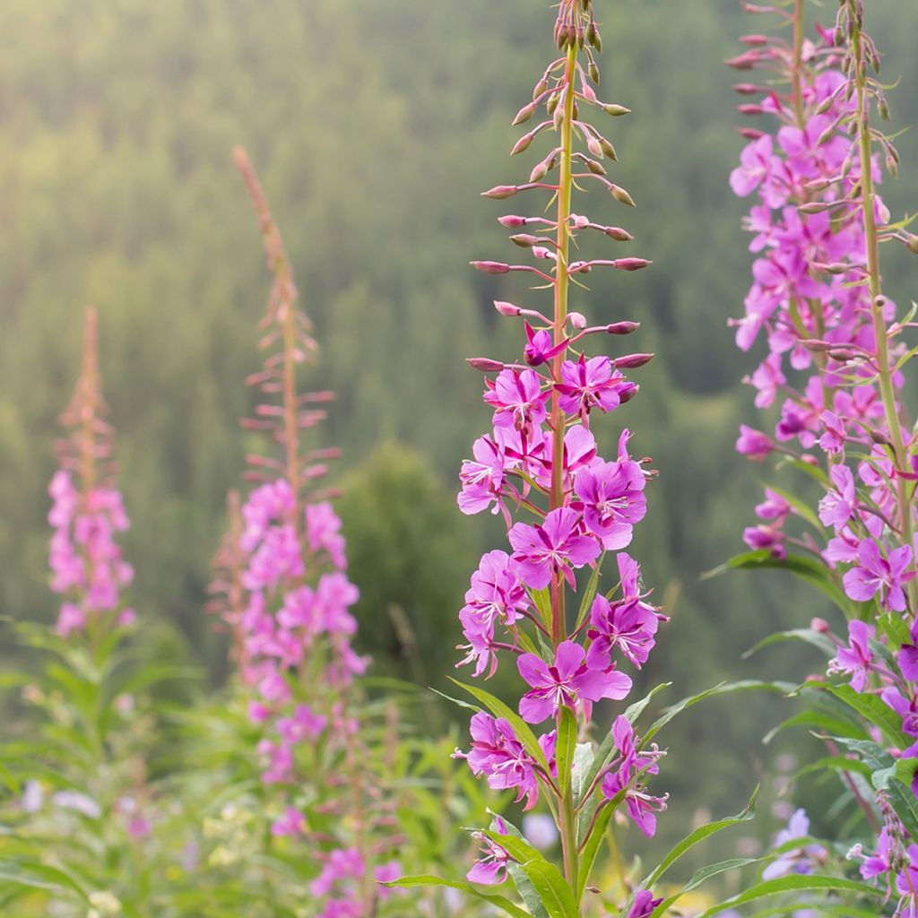Epilobium angustifolium - Rosebay willowherb