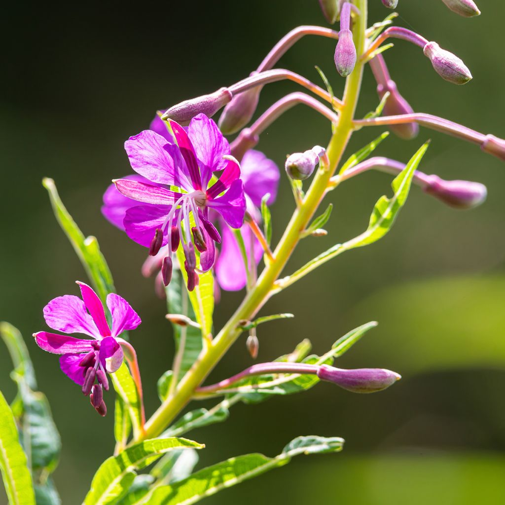Epilobium angustifolium - Rosebay willowherb