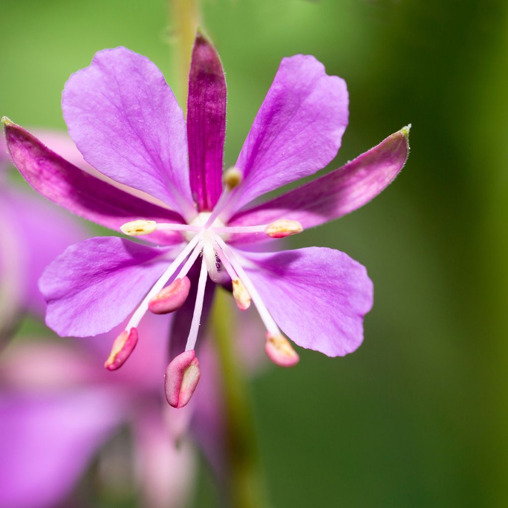 Epilobium angustifolium - Rosebay willowherb