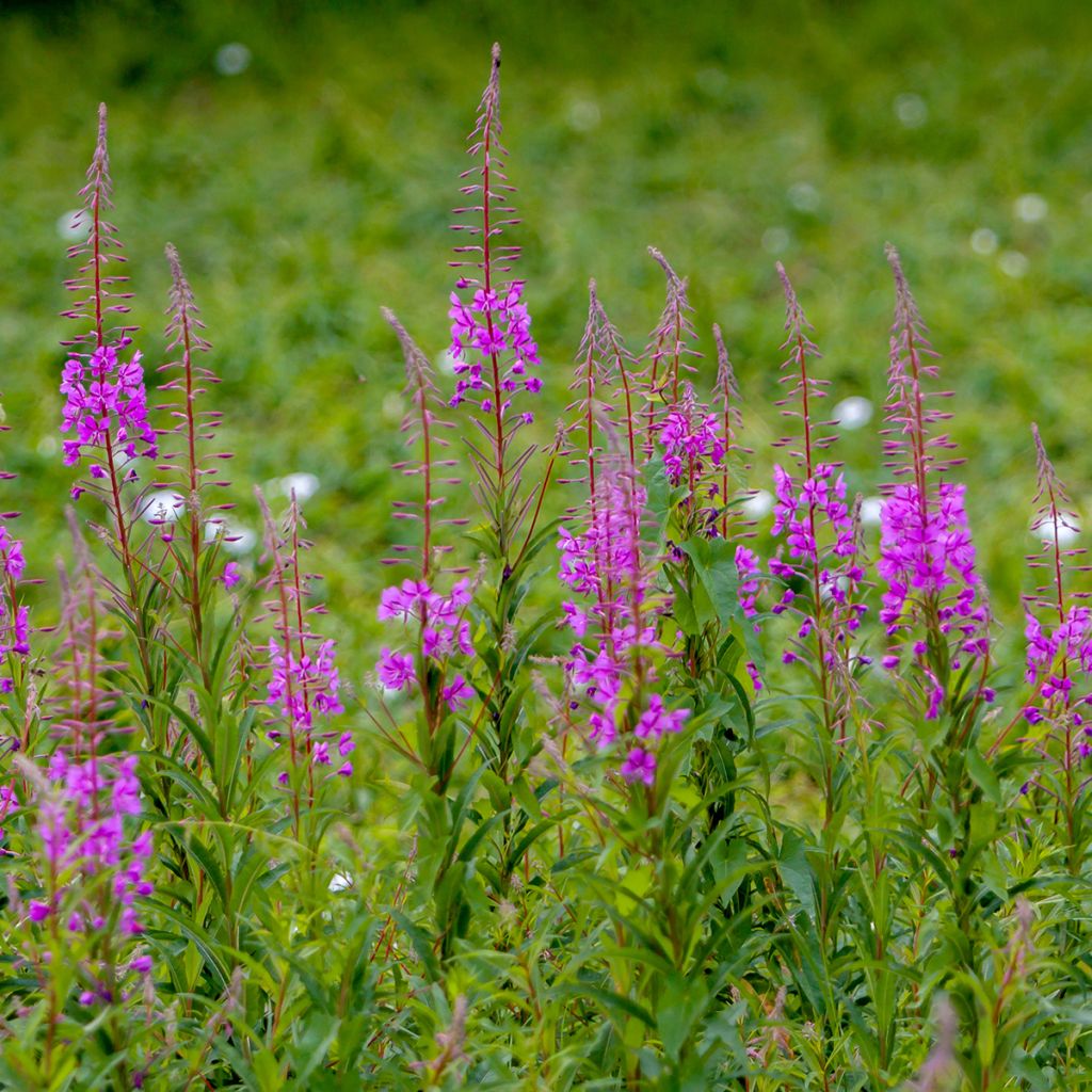 Epilobium angustifolium - Rosebay willowherb