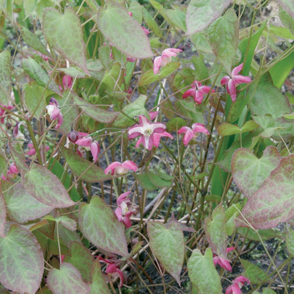Epimedium x rubrum - Barrenwort