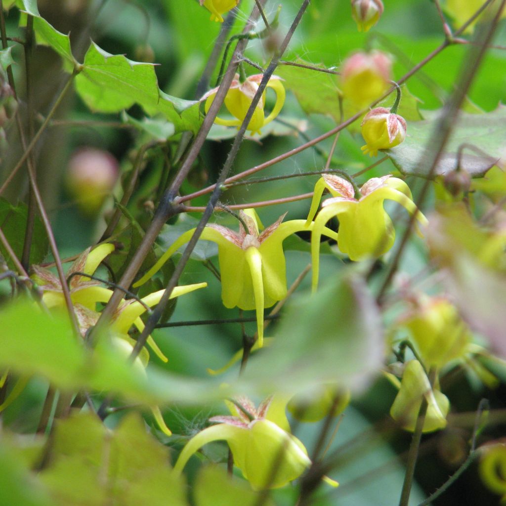Epimedium davidii - Barrenwort