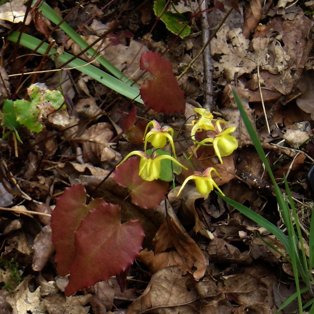 Epimedium davidii - Barrenwort