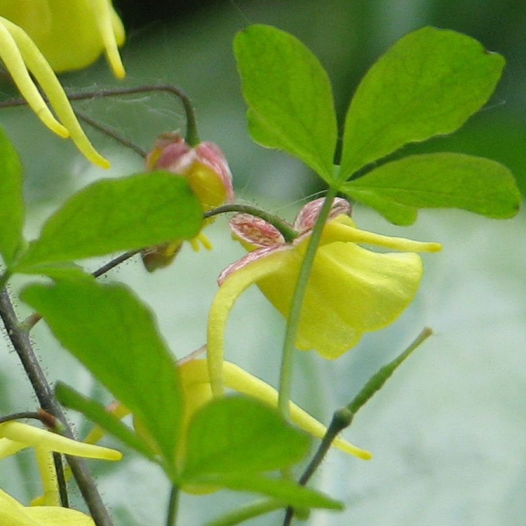 Epimedium davidii - Barrenwort