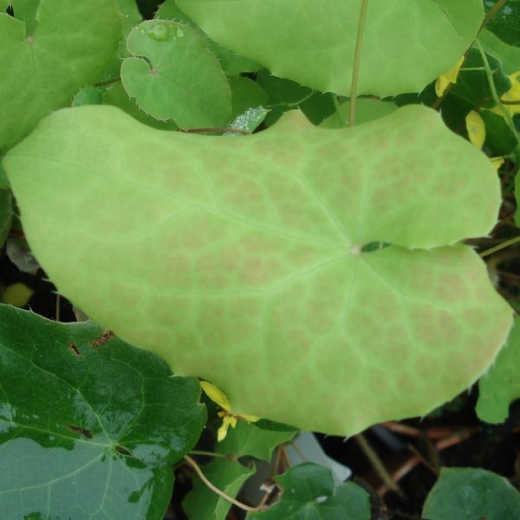 Epimedium perralchicum Fröhnleiten - Barrenwort