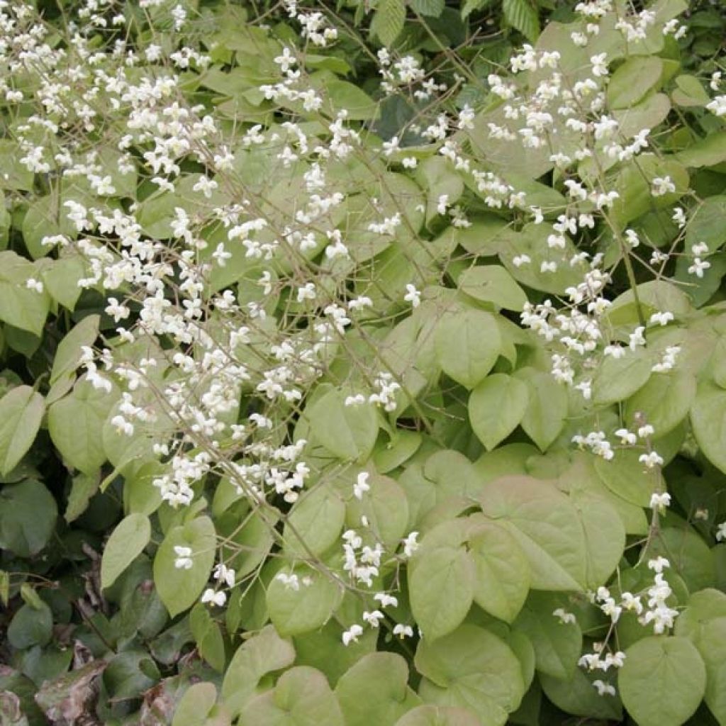 Epimedium pubigerum - Barrenwort