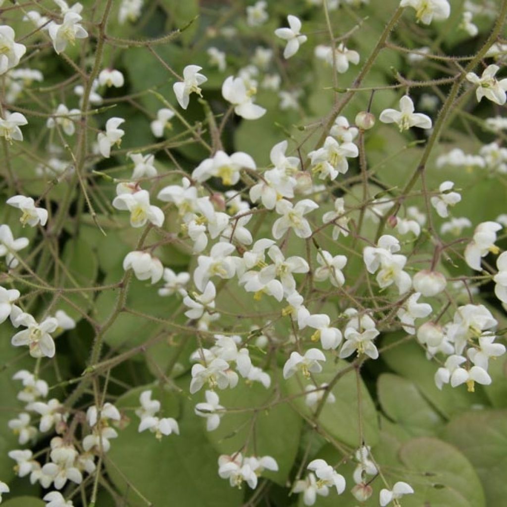 Epimedium pubigerum - Barrenwort