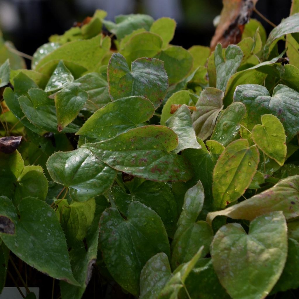 Epimedium x rubrum - Barrenwort