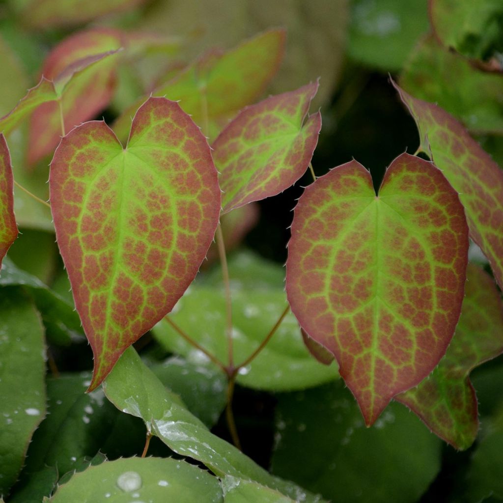 Epimedium x rubrum - Barrenwort