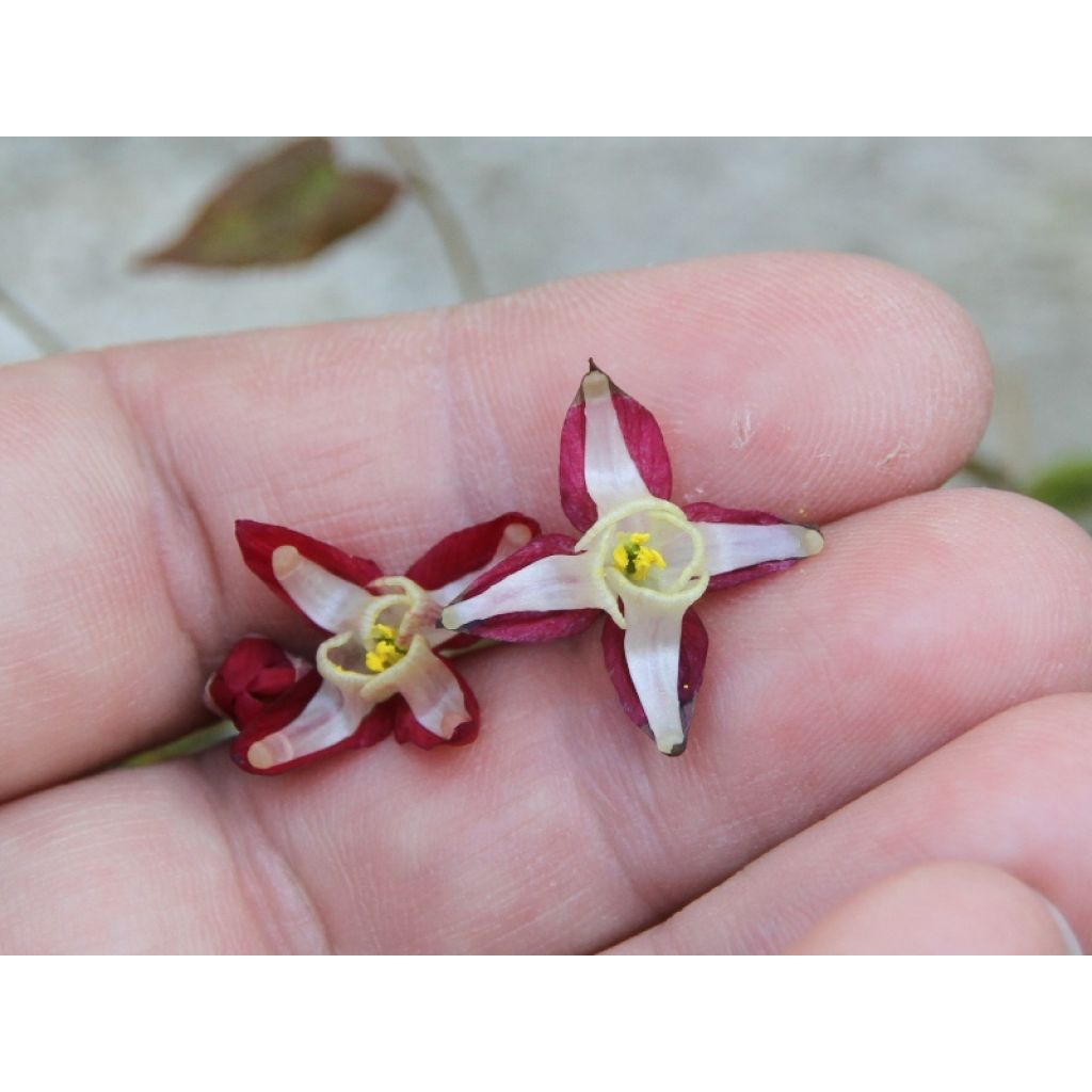 Epimedium x rubrum - Barrenwort