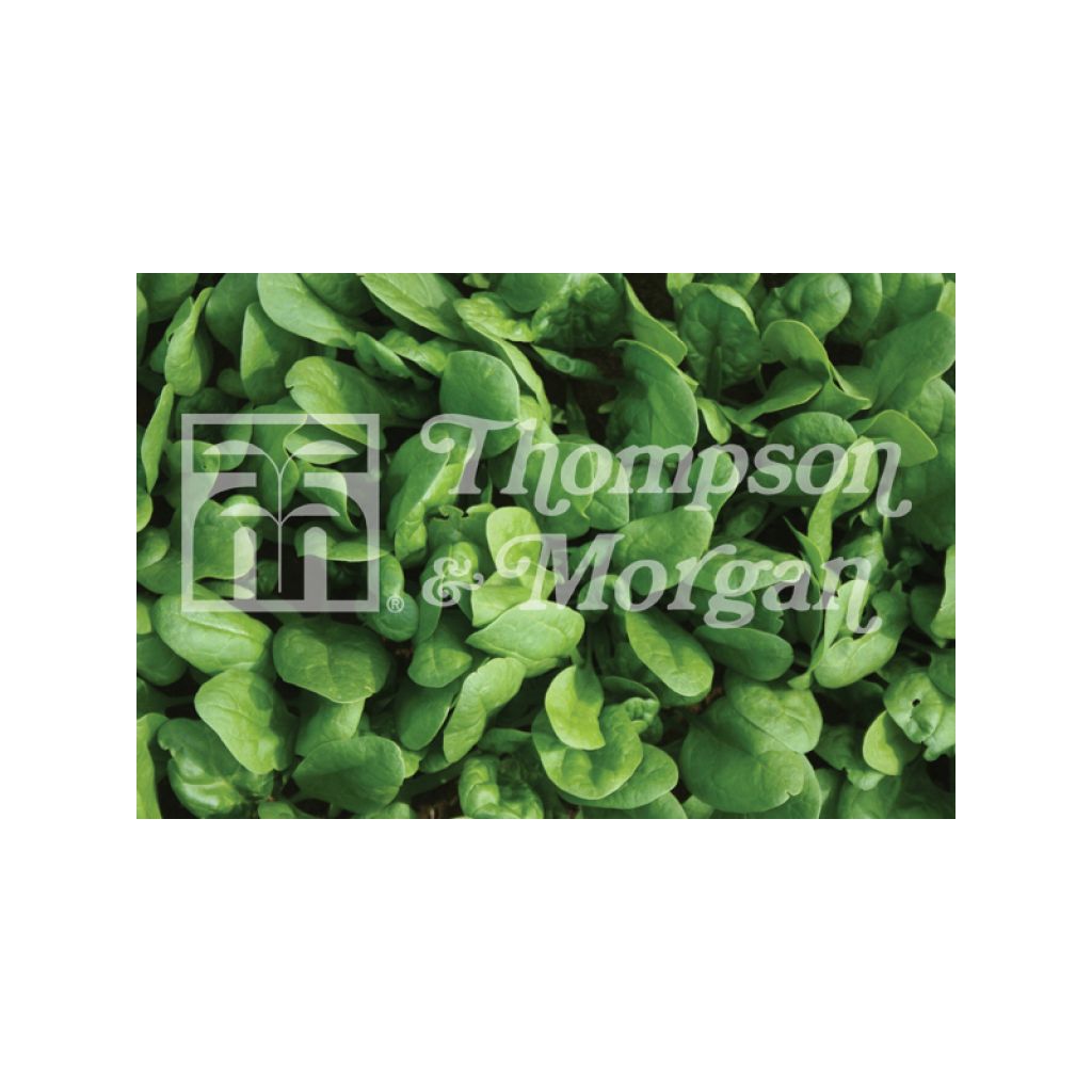 Spinach Amazon F1