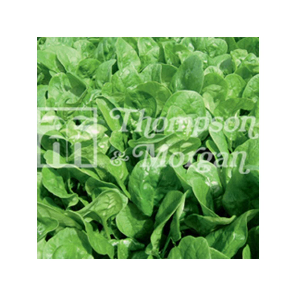 Spinach Apollo