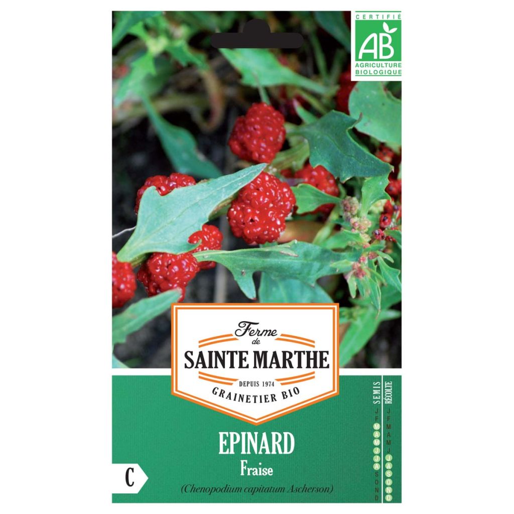 Chenopodium capitatum Fraise
