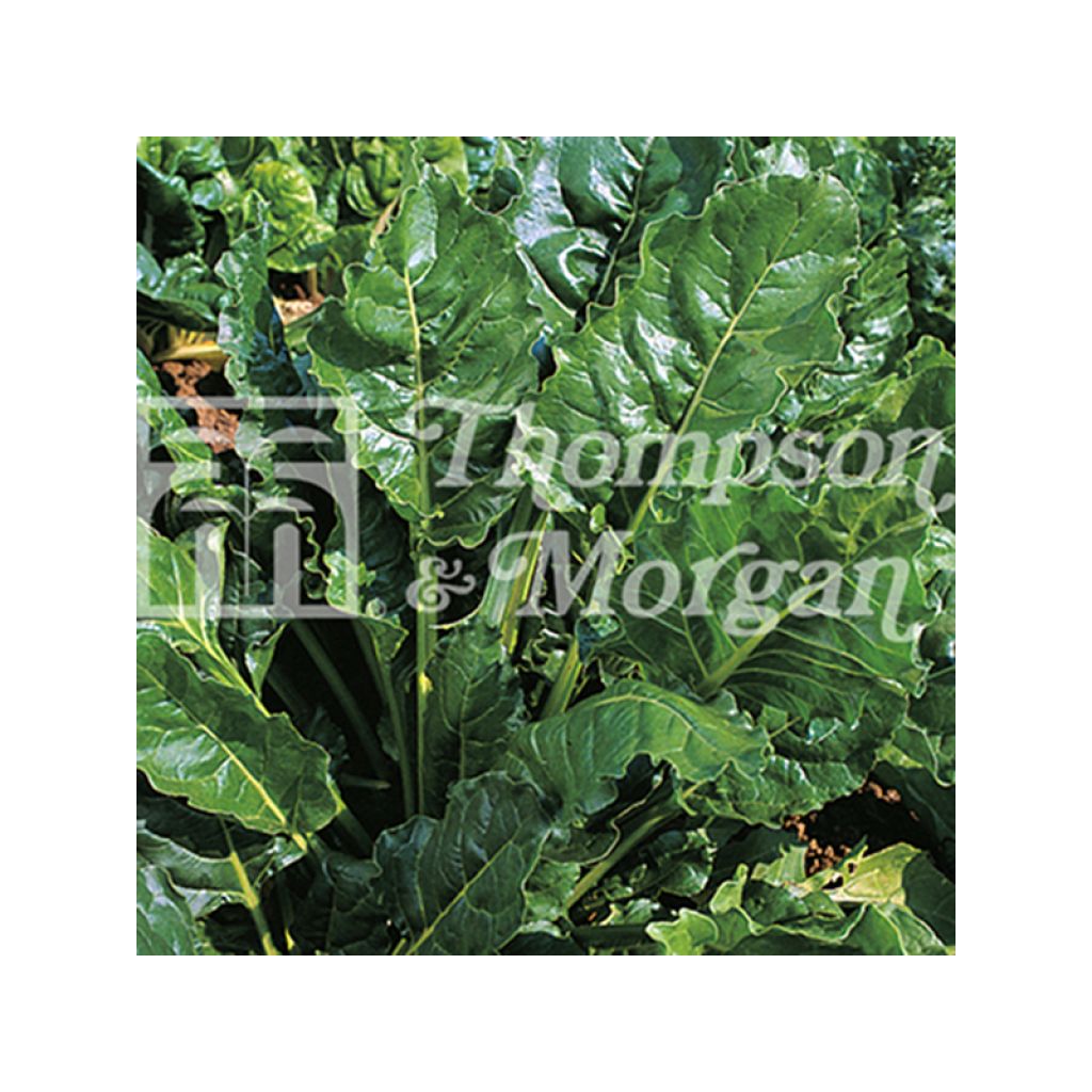 Beet, Perpetual Chard - Beta vulgaris