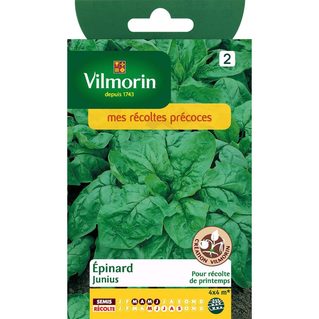 Spinach Junius - Vilmorin seeds