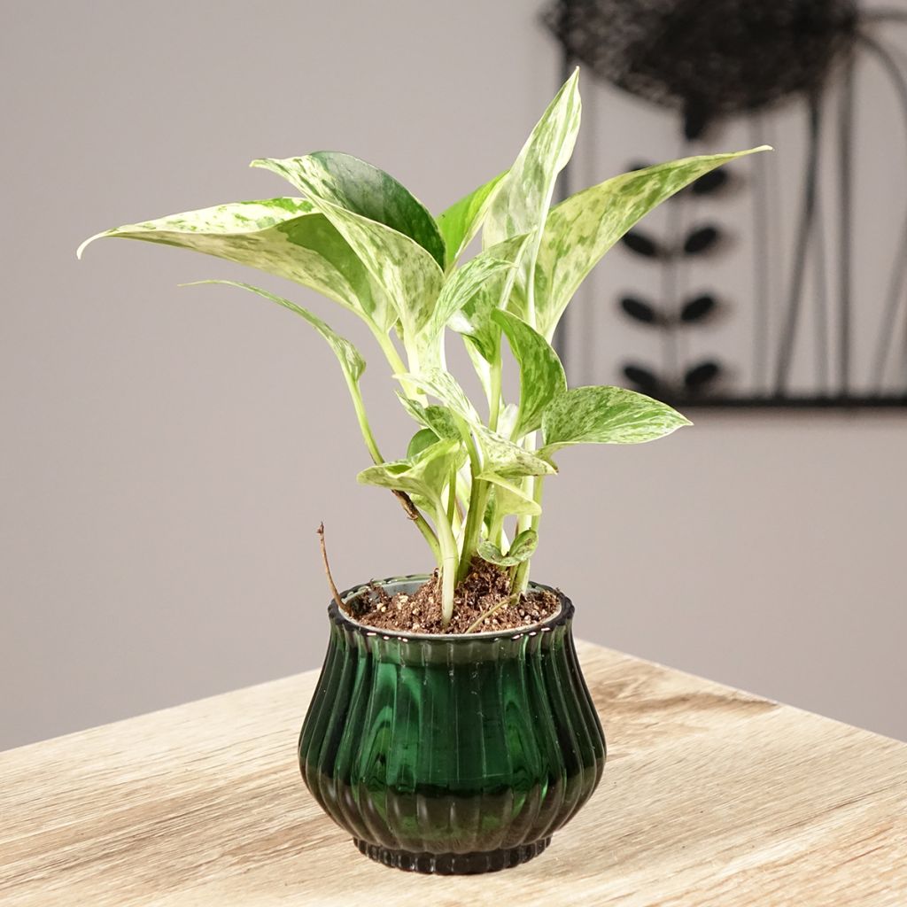 Epipremnum aureum Marble Queen - Golden Pothos