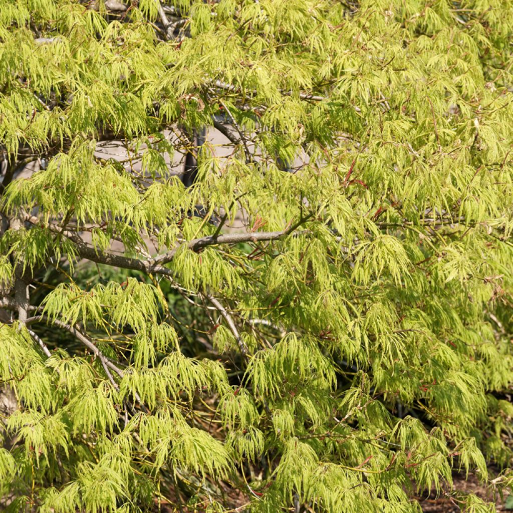 Acer palmatum Dissectum Viridis - Japanese Maple