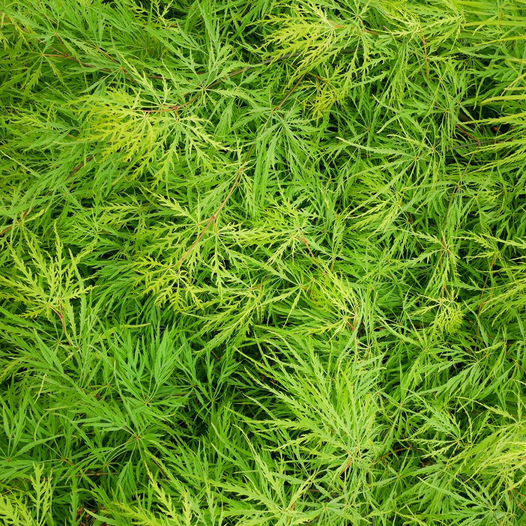 Acer palmatum var. dissectum Emerald Lace - Japanese Maple